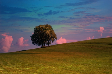 Single tree group on a rising field