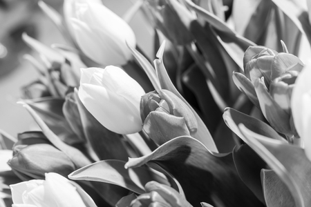 Tulips bouquet in black and white as backgroundの写真素材