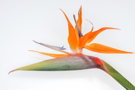 Bird of Paradise flower or Strelitzia isolatedの写真素材