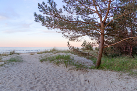 Sand dunes and grass in soft evening sunset light. Baltic Sea in Germanyの写真素材