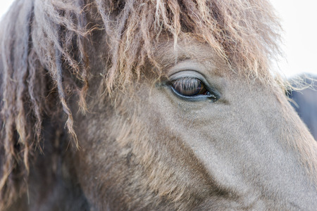 Gray Icelandic horse. Close-up of the head and eyeの写真素材