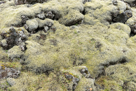 Stones covered with green moss in the Icelandic landscape