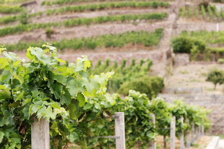 Vineyard with different sorts of wine in Saxony, Germany