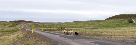 Sheep are running on the road in Icelandの写真素材