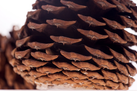 Extreme closeup of pine coneの写真素材