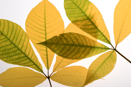 Closeup of colorful autumn leaves over white background
