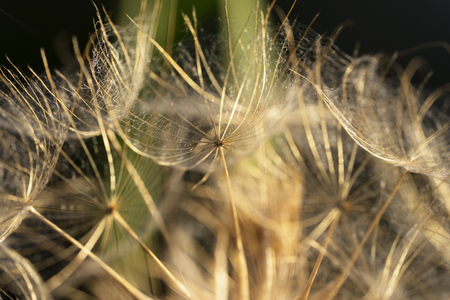 Closeup view of a dandelion blowball against dark background. Sunset timeの写真素材