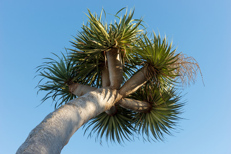 Palm tree with clear blue sky background