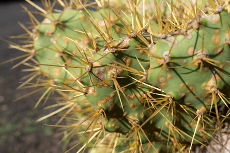 Closeup spines on cactus, background cactus with spinesの写真素材