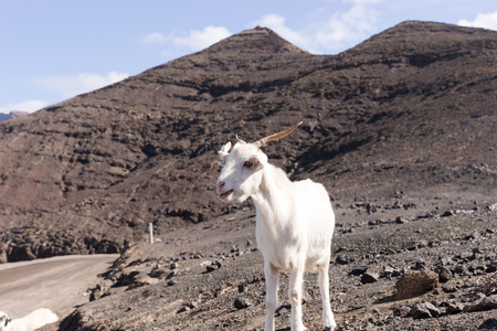 Lonely white goat in the mountains, Fuerteventura, Canary islands, Spainの写真素材