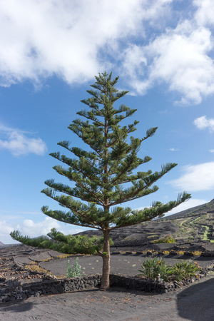 Norfolk Pine. Latin name Araucaria heterophylla. Lanzarote. Canary Islands. spainの写真素材