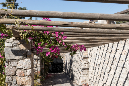 Purple flowers bougainvillea on a wooden pergola. Santorini. greeceの写真素材