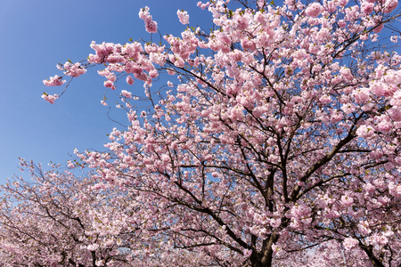 Branches of a blooming almond tree in early springの写真素材