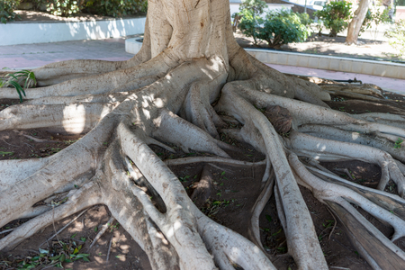 Big tree roots branches off a tree trunk above the groundの写真素材