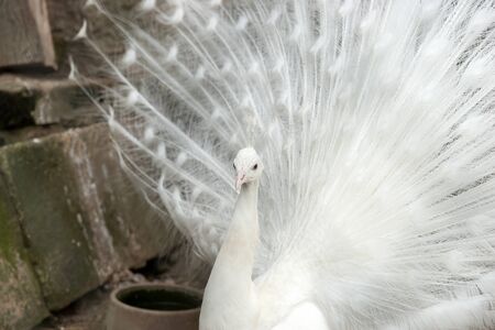 Beautiful white peacock with open tail. Close Up peacockの写真素材