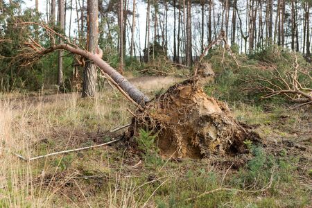 After the storm in the coniferous forestの写真素材