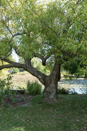 Branches of the deciduous tree in the shape of a heart