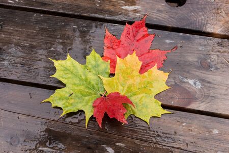 Red, yellow, green maple leaves with raindrops on wooden background