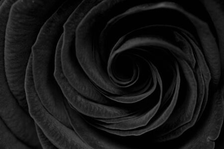Black petals of rose. Closeup black background. Soft bud of roseの写真素材