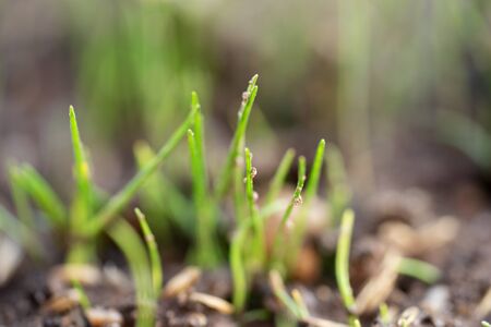 Sprouts of new green grass on brown ground in the garden