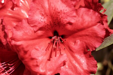 Close-up of beautiful red rhododendron blossom. Macro shotの写真素材