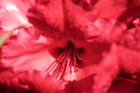 Close-up of beautiful red rhododendron blossom. Macro shotの写真素材