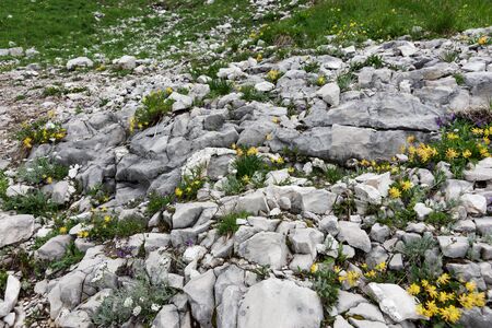Various wildflowers between bright stones in the Austrian Alps. Natural backgroundの写真素材