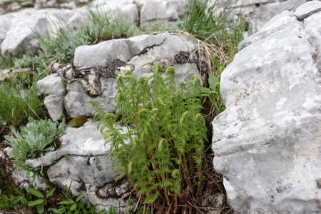 Green fern between bright boulders in the Alpsの写真素材