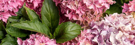 Panoramic image. Closeup Hydrangea flower (Hydrangea macrophylla) blooming in summer in the gardenの写真素材
