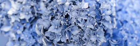 Panoramic image. Closeup blue hydrangea flower (Hydrangea macrophylla) blooming in the gardenの写真素材