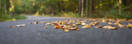 Panoramic image. Asphalt road during autumn time with leaves
