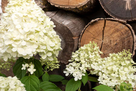Bright Hydrangea flower (Hydrangea macrophylla) in front of a pile of wood