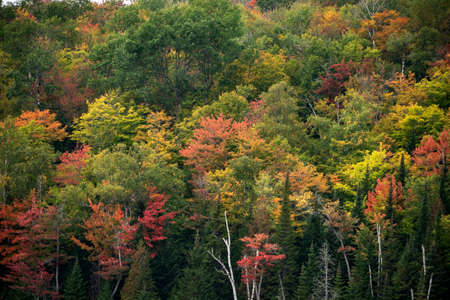 Autumn forest. Deciduous forest in autumn and on maple trees, the color of the foliage changes to...