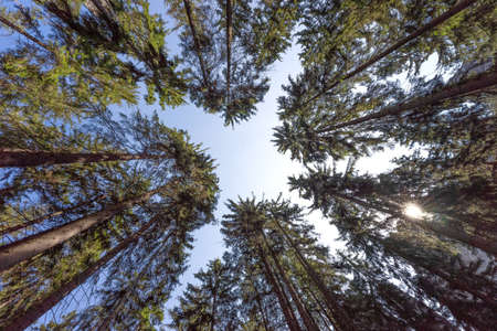 Trees against the blue sky. Looking up. Background texture, tops of coniferous trees. High pine forestの写真素材