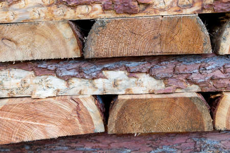Freshly cut wood on the pile in the forest