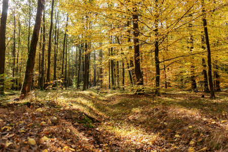 Wonderful autumn in the forest. Autumn trees in the forestの写真素材