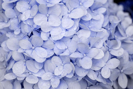 Closeup of blue hydrangea flower (Hydrangea macrophylla). Blue backgroundの写真素材