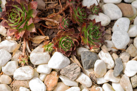 Houseleek or sempervivum tectorum between bright stonesの写真素材