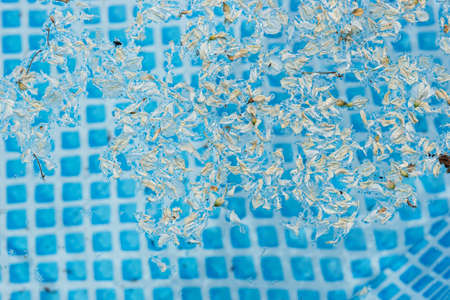 Texture of the water in the pool with many robinia flowers. Abstract summer background