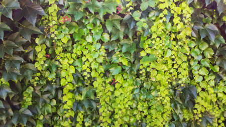 Ivy or wild grapes leaves as background. Evergreen plant for decorative design of fences, walls and...