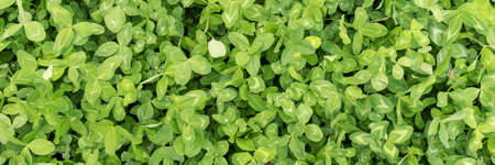 Panoramic background with green clover leaves. Shamrock as a symbol of good luck