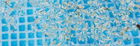 Texture of the water in the pool with many robinia flowers. Panoramic background