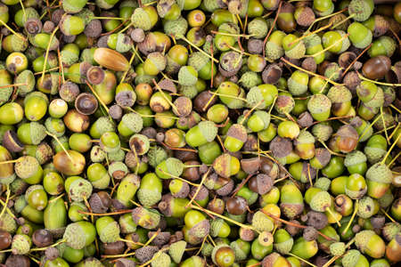Many green and brown acorns as background, top viewの写真素材