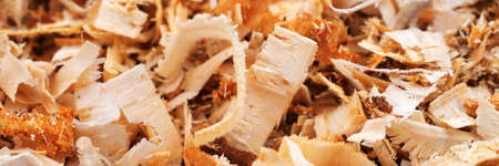 Woodworking wood shavings or wood curls. Panoramic background
