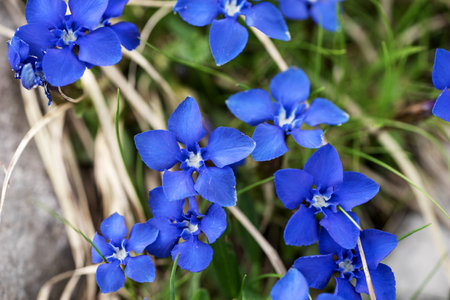 Closeup spring gentian (Gentiana verna)の写真素材