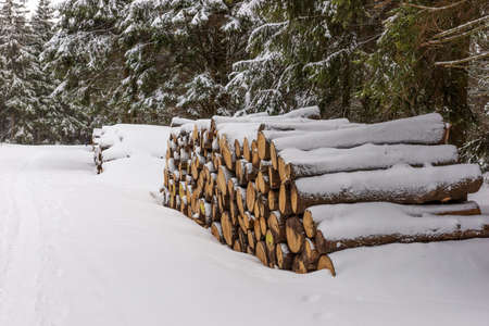 Huge wood pile in the forest covered with snow. Forest works in winterの写真素材
