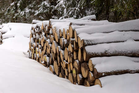 Huge wood pile in the forest covered with snow. Forest works in winter