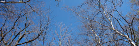 Looking up at the branches of deciduous trees in spring with a blue sky. panoramaの写真素材