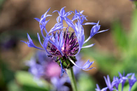 Close up of cornflower. Centaurea cyanusの写真素材
