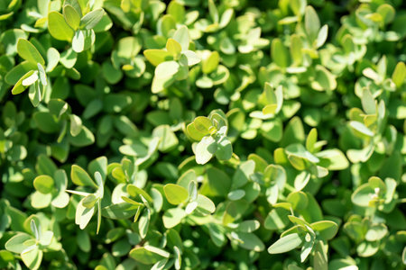 Panoramic natural green background from the leaves of boxwood evergreen (Buxus sempervirens)